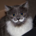 Laura Medlin - @mustache0urmom0 - Instagram