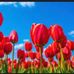 Laura Mintz - Facebook