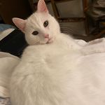 Laura Moe - @lauramoewriter - Instagram