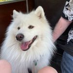 Laura Moloney - @angel_the_samoyed - Instagram