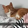 Laulau💖💖 - @laura.morel - TikTok