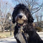 Laura Mosier - @mosier_furbabies - Instagram