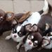 Mudd Laura's Chihuahuas - Facebook