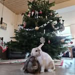 Laura Munk Friis. - @max.og.theo - Instagram