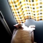 Laura Neff - @neff9473 - Instagram