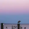 lauranickson826 - @lauranickson826 - TikTok