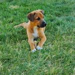 Laura Oldenburg - @brunoandbears - Instagram