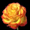 Laura Omar - @laura.omar1 - TikTok