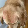 lola - @lauraosborn - TikTok