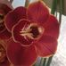 Laura Ottaviani - Facebook