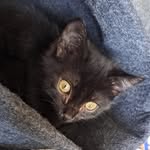 Laura Paulus - @laura.liebt.tiere - Instagram