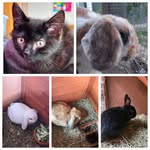 Laura Paulus - @lauras_tierliebe - Instagram