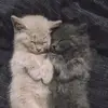 LauraPaulusmausi - @laurapaulusmausi - TikTok