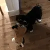 lauraliepellerin1 - @lauraliepellerin1 - TikTok