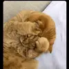 Laura Perera🍀❤️ - @laura.perera8 - TikTok