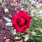 Laura Perini - Facebook