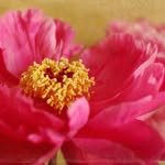Laura Perrett - @makesunshine - Instagram