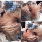 Laura Perretta - @laura.perretta.37 - Instagram
