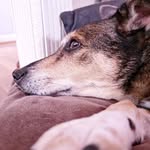 Laura Pickell - @anappingpoet - Instagram