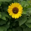 Laura pickford - @xxladylausxx - TikTok