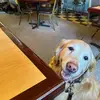 Laura Pilling Uttke Varhelyi - @laura.pilling.utt - TikTok