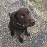 Laura Plumb - @ukchocolatelabs - Instagram