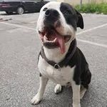 Laura Prisco - @ilovebull8 - Instagram