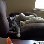 laura rains - @mycatmaitai - Instagram