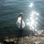 Laura Randazzo - @laura_randazzo7 - Instagram