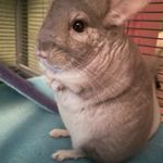 Laura Rhoads - @laurarhoads333 - Instagram