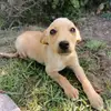 laura.ringhofer.2007 - @luna_the_dog2020 - TikTok