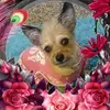 lauraroberto386 - @lauraroberto386 - TikTok
