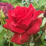 Laura robson - @lauras_place124 - Instagram
