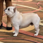 Laura Rochester Frey - @_frenchie_frey_ - Instagram