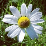 Laura Roden - @roden4560 - Instagram