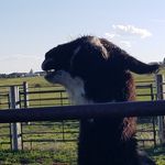 Laura Rohrer - @thriftjunkie_finds - Instagram