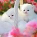 Laura Rooker - Facebook