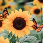 🌼𝕙𝕩𝕟𝕖𝕪𝕓𝕖𝕖🐝 - @laura.roops - Instagram