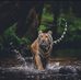 Laura Royal - Facebook