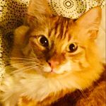 Laura Royal - @lauraroyal66 - Instagram
