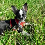 Laura Ruby Angel ♀️ - @thelittle_chihuahua - Instagram