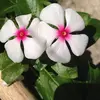 Laura Trumble - @laura.trumble - TikTok