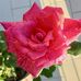 Laura Salerno - Facebook