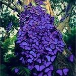 Laura Scanlan - @laurasangels2 - Instagram