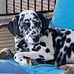 Laura Scanlan - Facebook