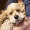 Laura Scanlan - @laura.scanlan8 - TikTok