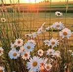 Laura Schade - Facebook