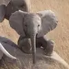Lulu - @lauraschaff - TikTok