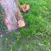 Laura Scheuerer - Facebook