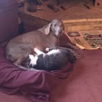 Laurie Garee Schlabach - @loonwatch - Instagram